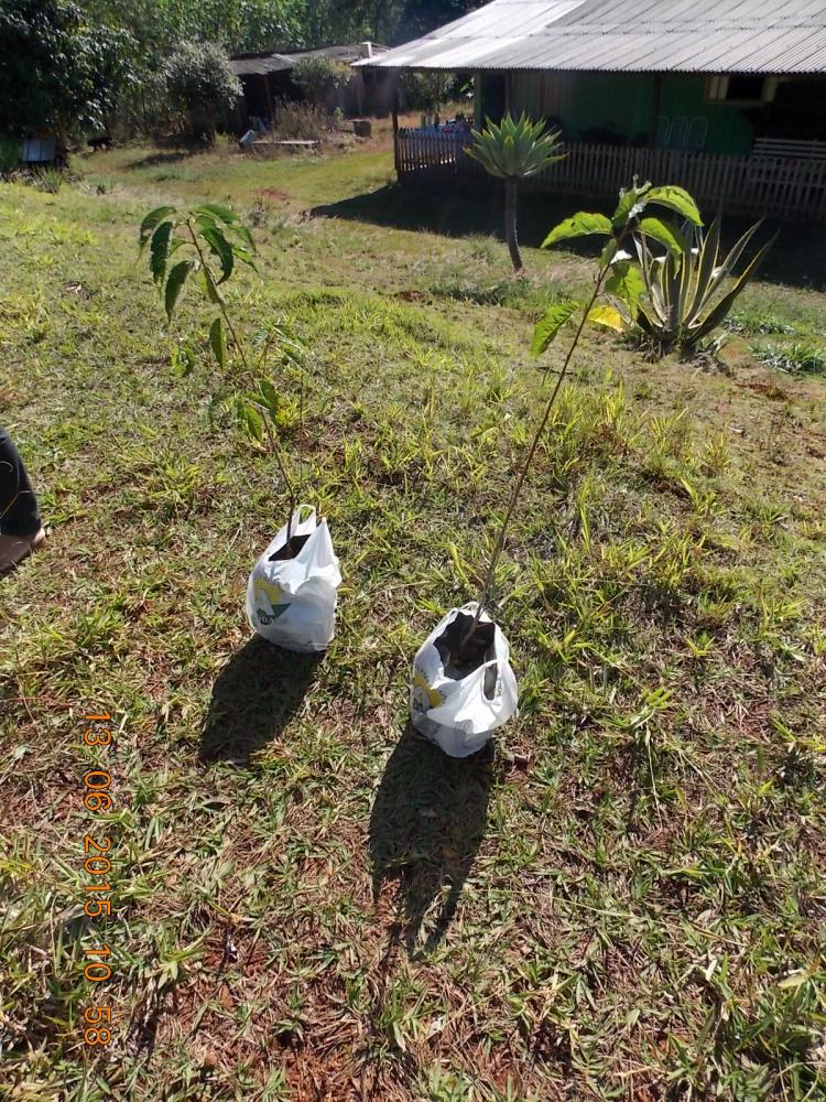 PLANTANDO O FUTURO - ADMIRANDO A CRIAÇÃO